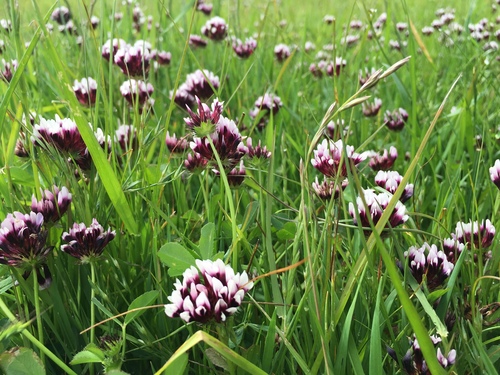 iNaturalist observation photo of white-tipped clover