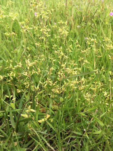 iNaturalist observation photo of Chickweed Tribe