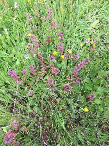iNaturalist observation photo of Shining Pepperweed