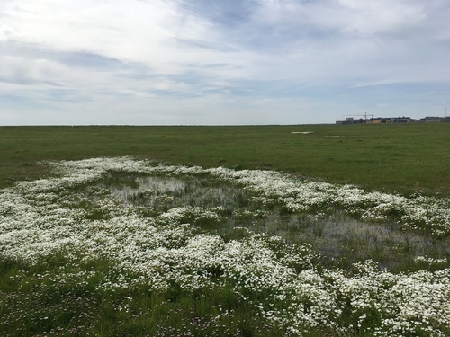 iNaturalist observation photo of Meadowfoams