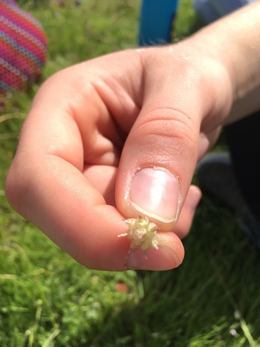 iNaturalist observation photo of cowbag clover