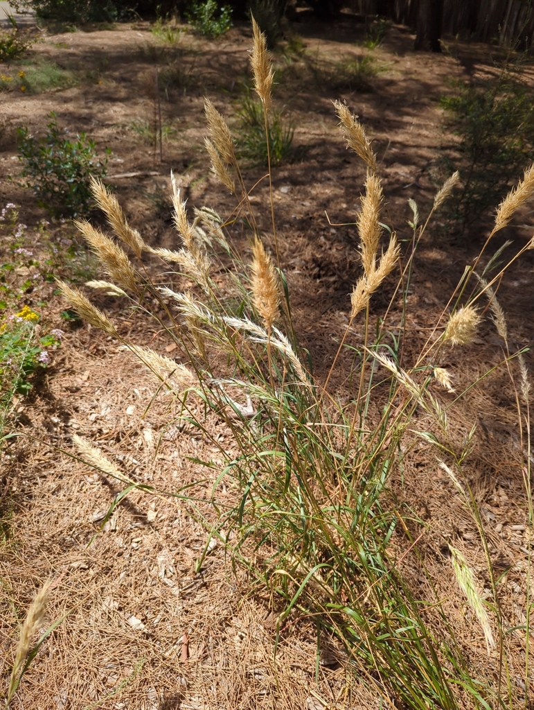 Common Wallaby-grass from Murrumbeena VIC 3163, Australia on December 6 ...