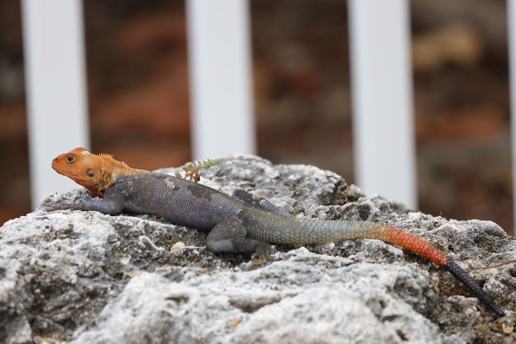 Peters's Rock Agama from 11200 SW 8th St, Miami, FL 33199, USA on May