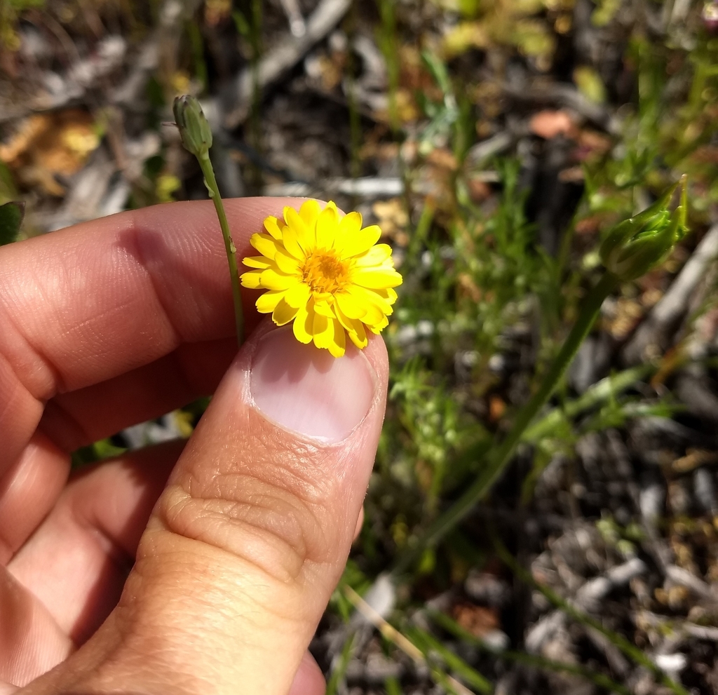 golden-rayed pentachaeta in April 2019 by Adam Taylor · iNaturalist