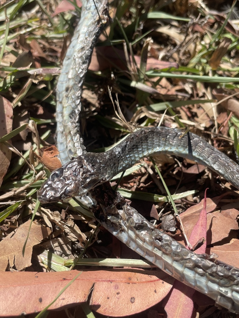 Common Tree Snake from McPherson State Forest, Mangrove Mountain, NSW ...