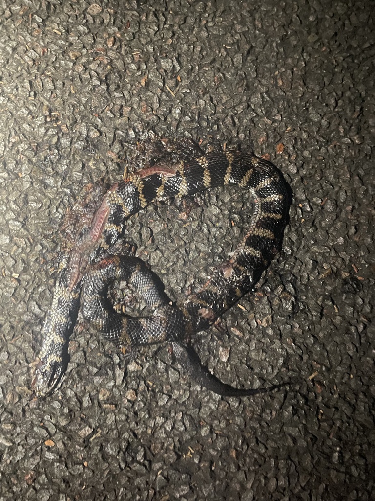 Stephens' Banded Snake from Watagans National Park, Olney, NSW, AU on ...