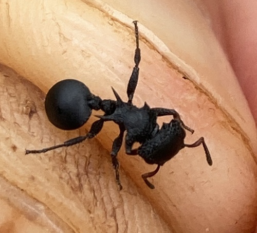 Cataulacus guineensis