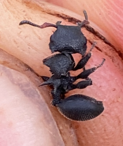 Cataulacus erinaceusCataulacus erinaceus