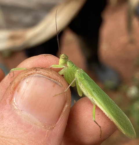 Nigerian Flower Mantis