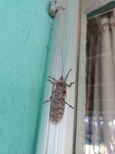 Common Bark Katydid