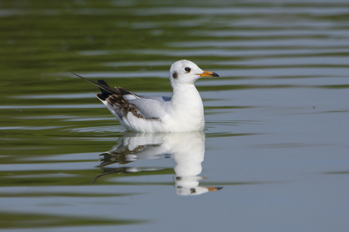 Black-headed Gull