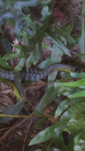 Common Tree Snake sighting
