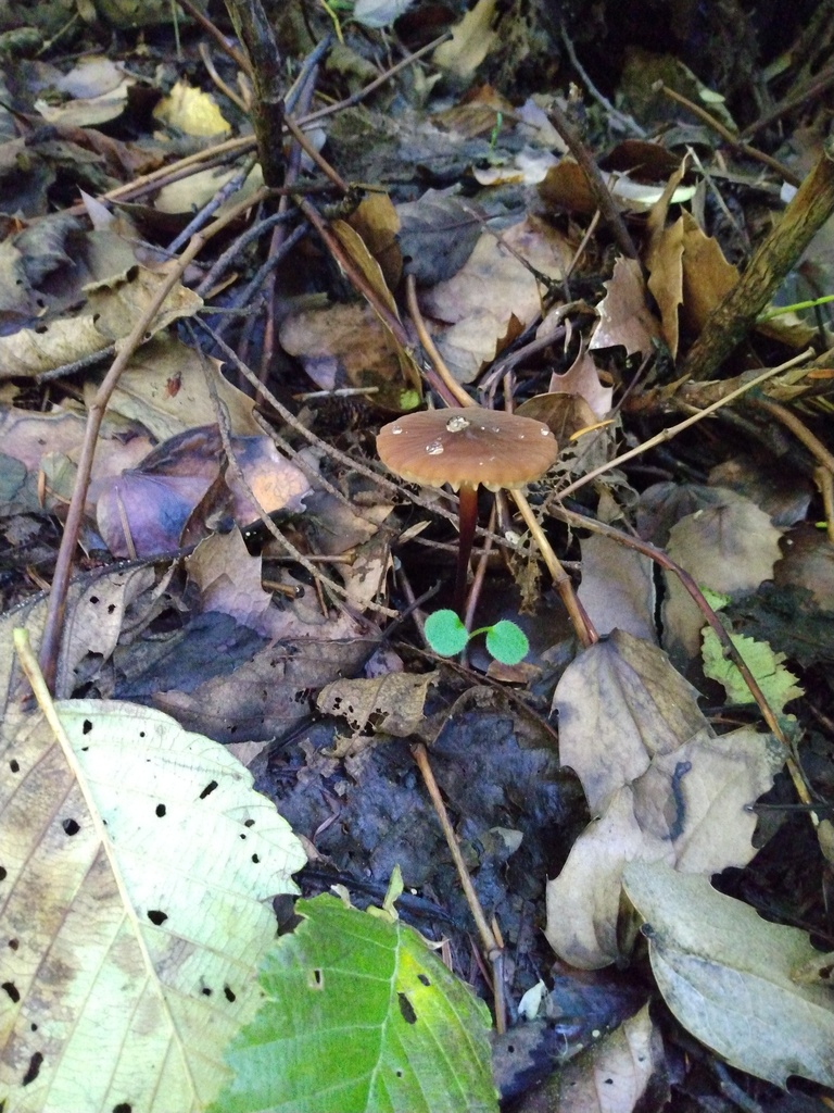 red pinwheel from Benton County, OR, USA on October 28, 2023 at 02:11 ...