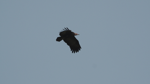 Hooded Vulture