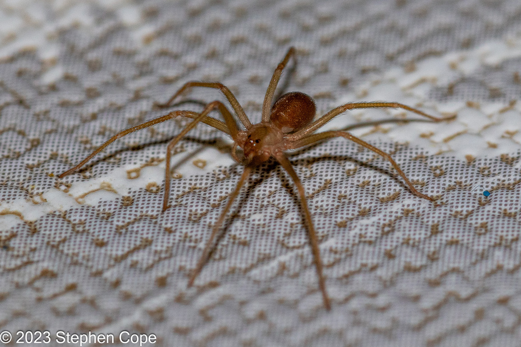 Mediterranean recluse from Almanzora, Almería, Spain on November 29 ...