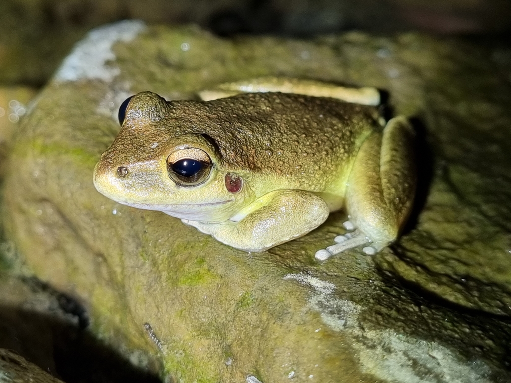 Booroolong Frog In December 2023 By Brianna Turner · Inaturalist