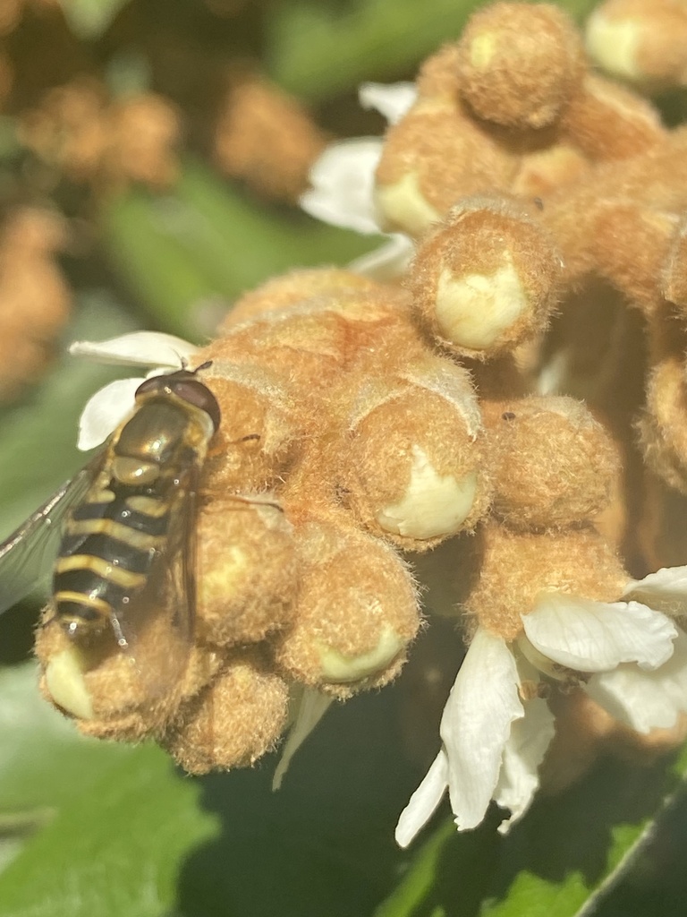 Common Flower Flies from Springwood Dr, North Augusta, SC, US on December 4, 2023 at 1033 AM by
