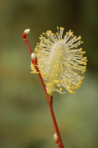 Grey Willow