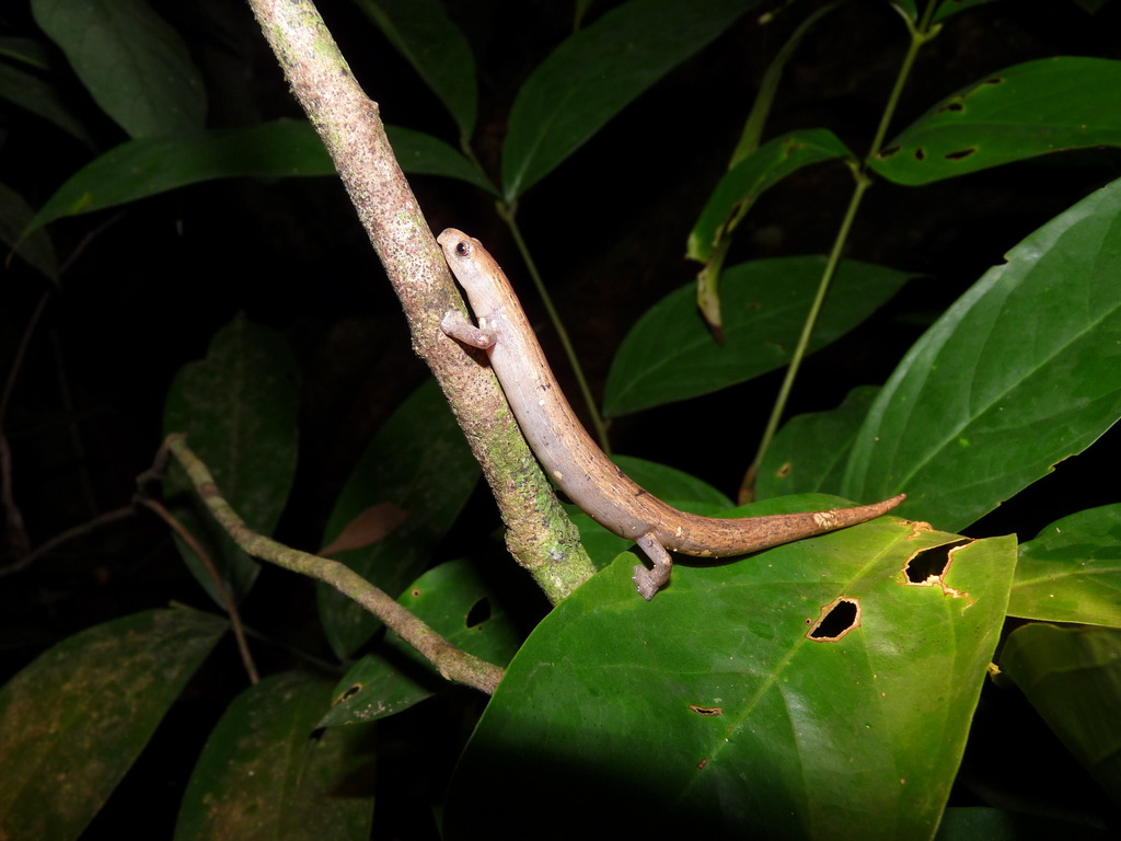 Salamandra Corpulenta Café (Bolitoglossa lozanoi) · ArgentiNat