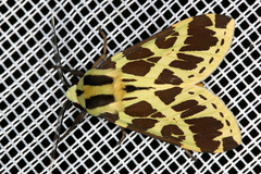 Image of Symphlebia tessellata