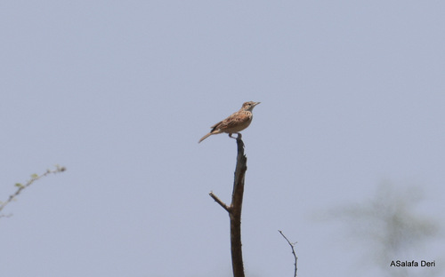 Kidepo Lark