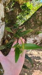 Image of Epidendrum angustilobum