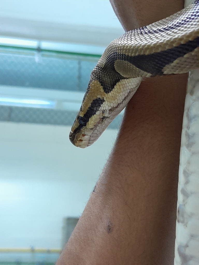 Ball Python from Amatlán de los Reyes, Ver., México on December 6, 2023 ...