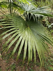 Livistona chinensis image