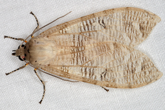 Image of Elysius polystrigata