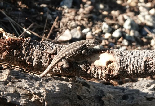 iNaturalist observation photo of Common Sagebrush Lizard
