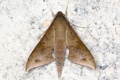 Image of Xylophanes germen