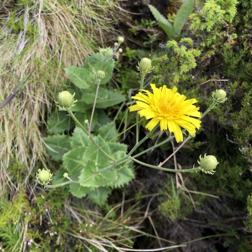 Azores tolpis
