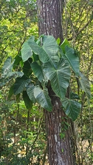 Philodendron grandipes image