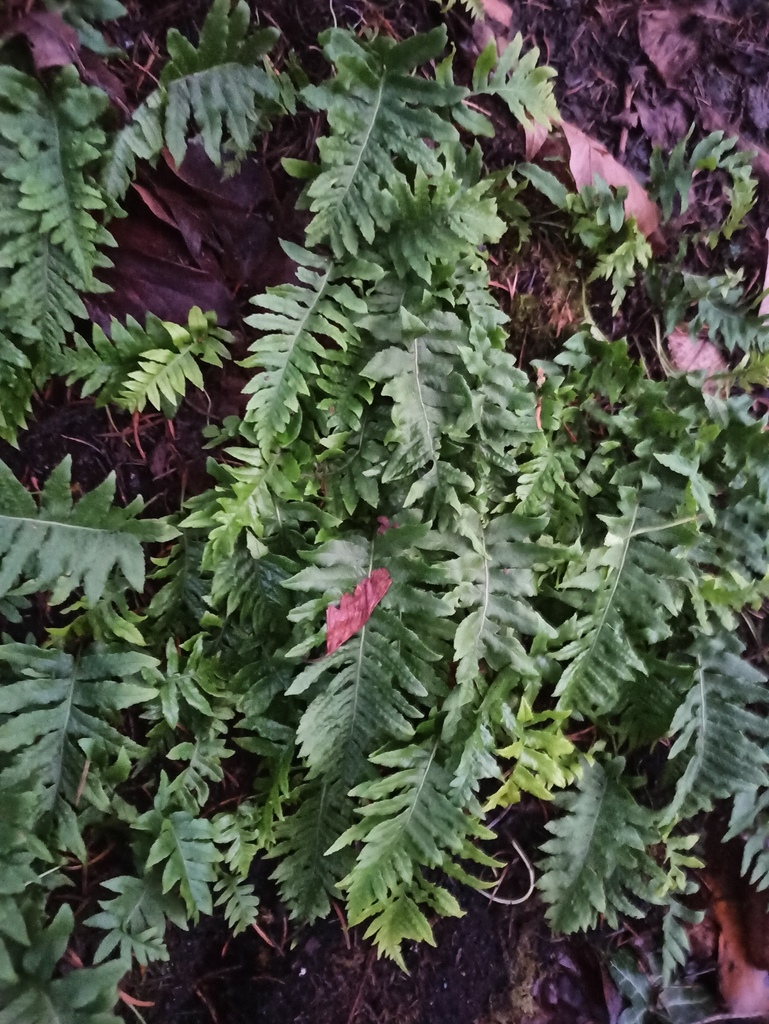 licorice fern from Capital, BC, Canada on December 5, 2023 at 0145 PM