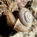 Asian Tramp Snail - Photo (c) Rita Wright, all rights reserved, uploaded by Rita Wright