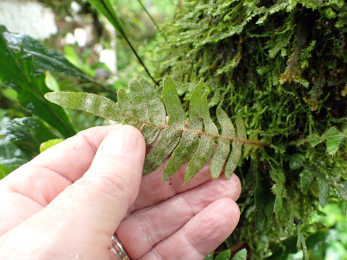 Polypodium insularum