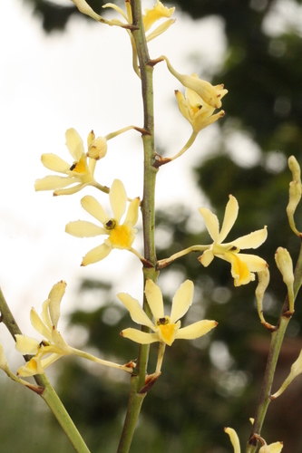 Pseudolaelia canaanensis
