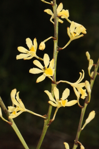 Pseudolaelia