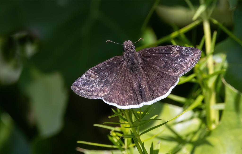 Funereal Duskywing from Slip Bluff County Park on July 8, 2023 at 1241 PM by Jay Gilliam