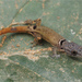 Spotted Least Gecko - Photo (c) Jake Scott, all rights reserved, uploaded by Jake Scott