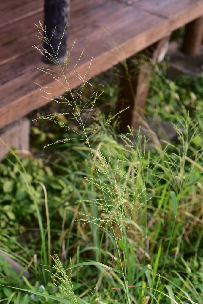 guinea grass from Lvdao, Taiwan, Taiwan on November 1, 2023 at 0447 PM by galanhsnu · iNaturalist