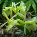 Epidendrum pseudodifforme - Photo (c) Marco Pellegrini, todos os direitos reservados, uploaded by Marco Pellegrini