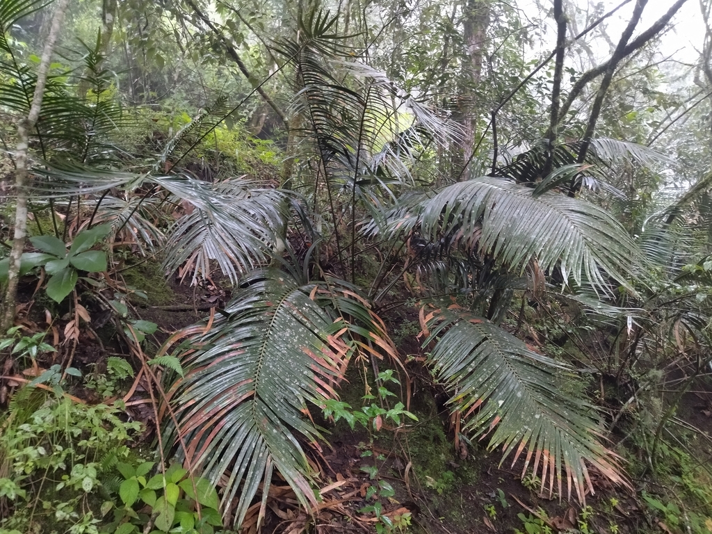 Ceratozamia fuscoviridis