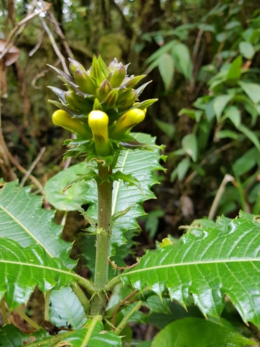 Aphelandra acanthus