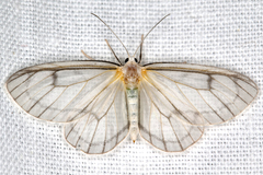 Image of Astyochia vaporaria
