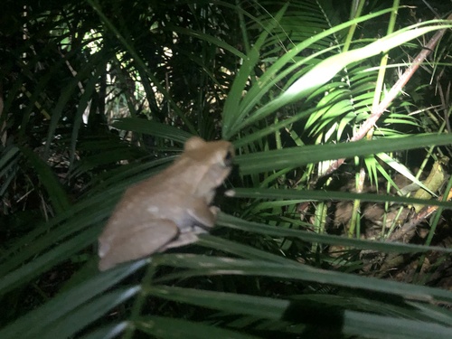 Spot-legged Tree Frog