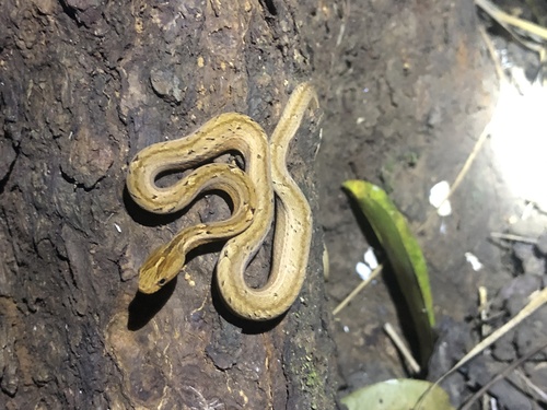 Common Mock Viper