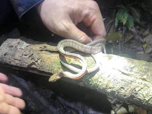 Di Linh Snail-eating Snake