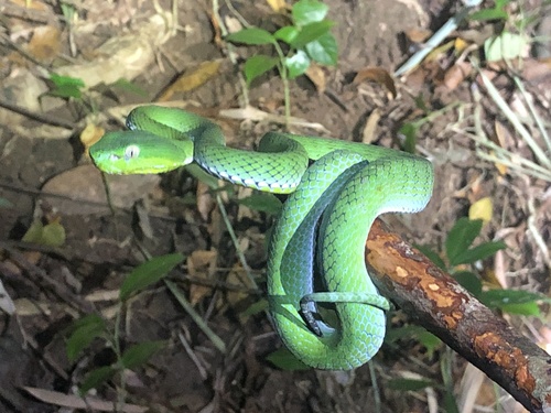 Vogel’s Pit Viper