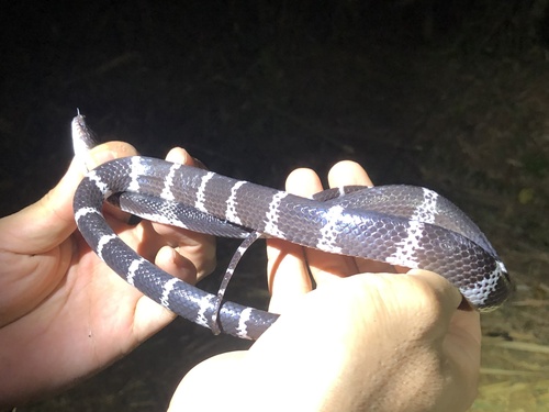 Truong’s wolf snake